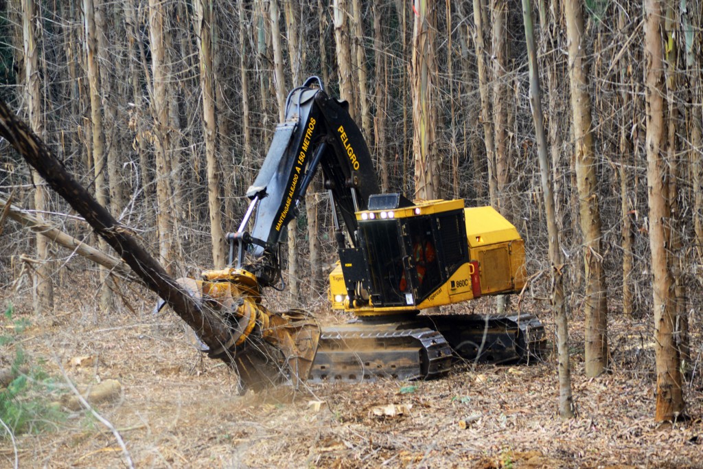 L'abatteuse-empileuse 860C Tigercat abat un groupe d'eucalyptus âgés de 18 ans.