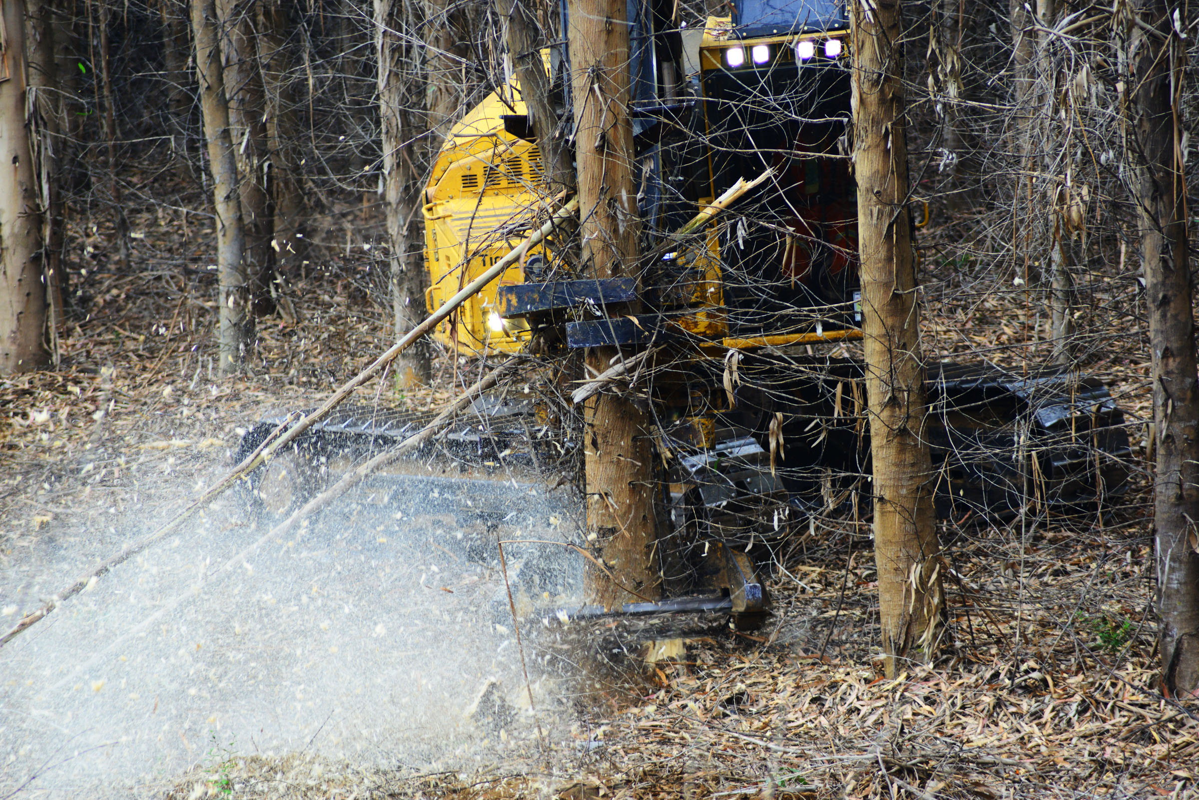 Saw dust flies as this track feller buncher saws through Eucalyptus