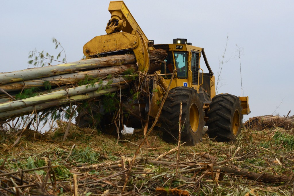 Um skidder subindo uma colina e arrastando uma carga de eucaliptos coloridos. 