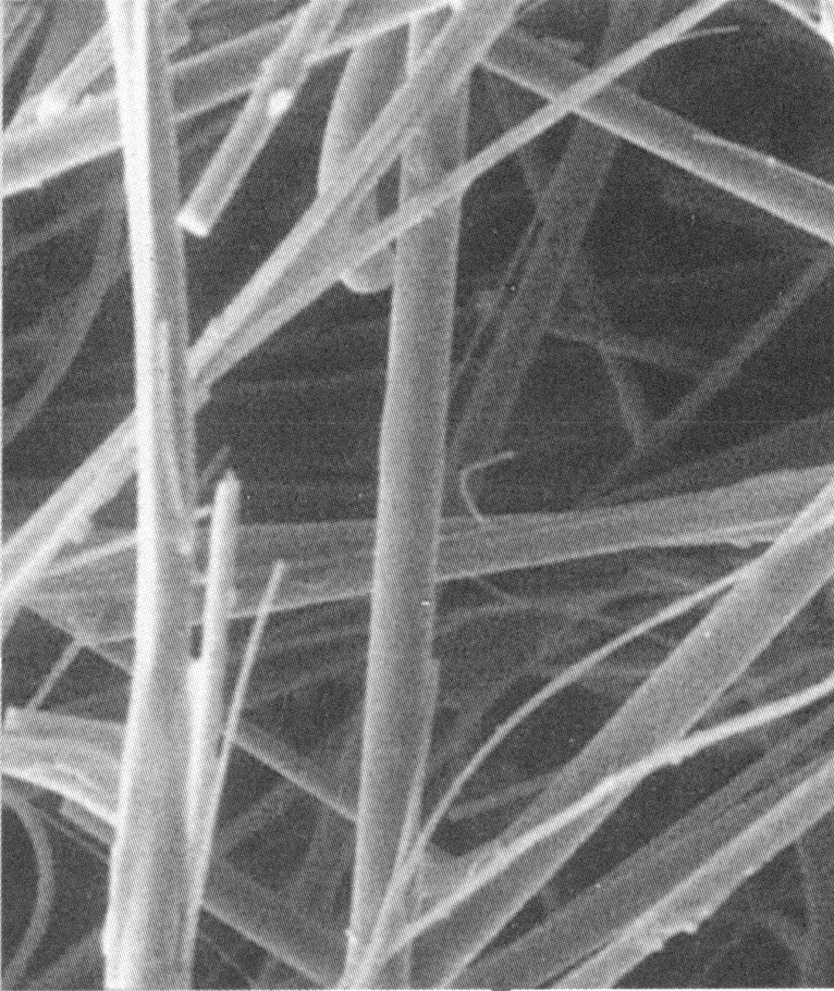 Image microscopique d'une fibre