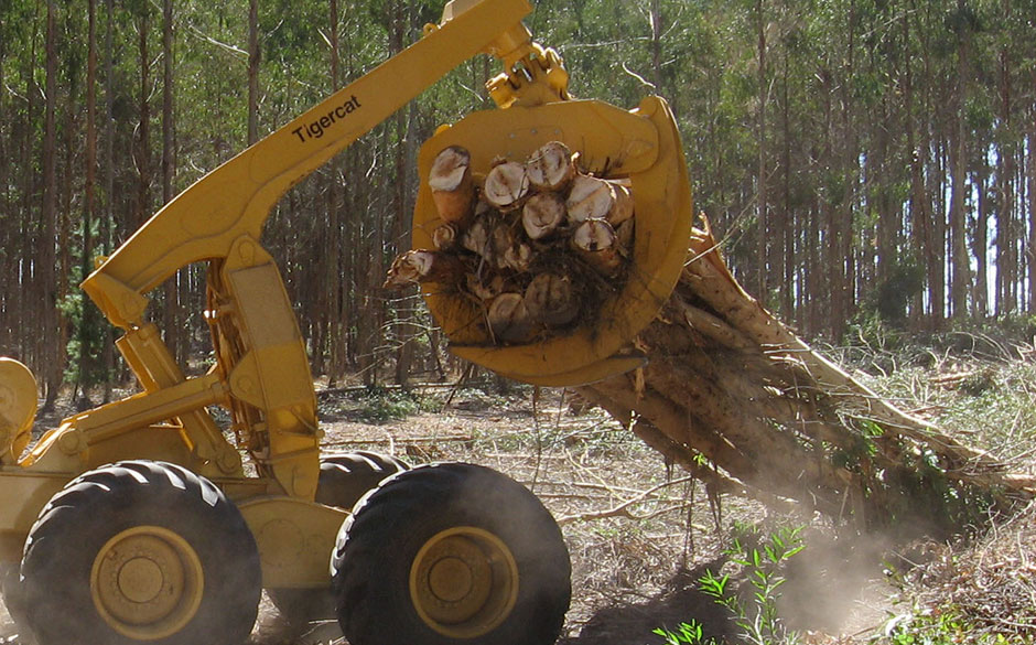 A skidder grapple in proper positioning with a grapple full of thin eucalyptus trees.