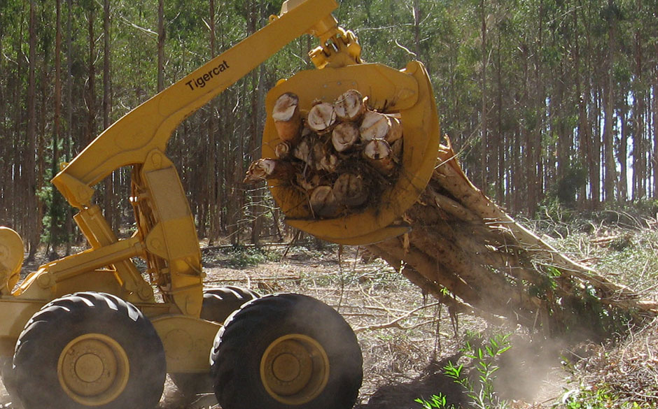 La garra de un skidder en la posición adecuada, llena de finos eucaliptos.