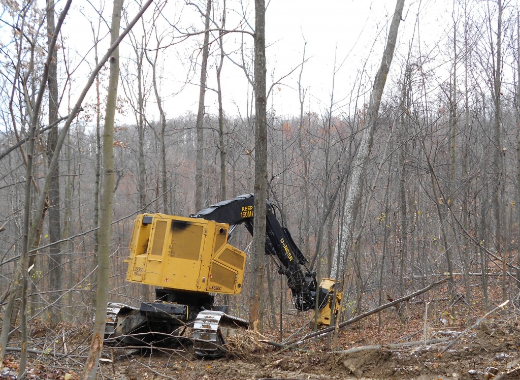In the thick of it. The LX830C adeptly cuts and controls the large timber within the tight natural stand.