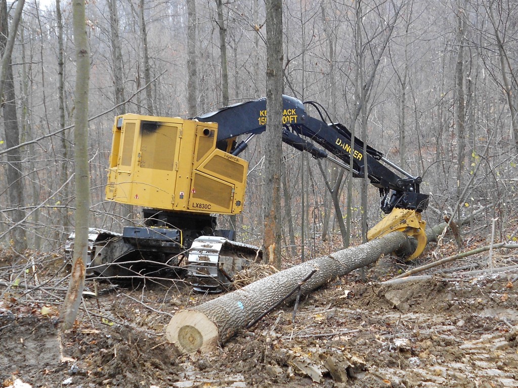 Sisler routinely limbs and bucks the trees in-stand.