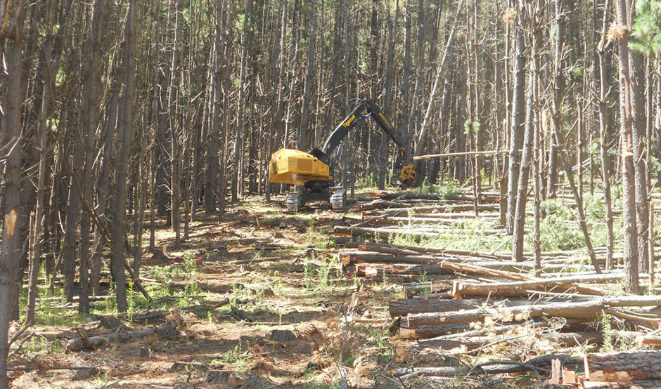 Sunchip Group’s LS855C fitted with the Tigercat 5195 directional felling saw in the Oberon region. The machine works its way uphill, laying large radiata pine perpendicular across the slope in a row.