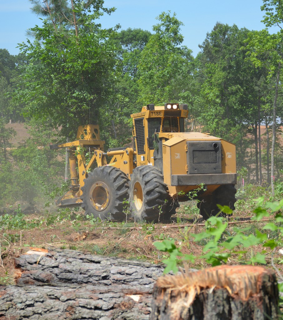 One of four Tigercat 718E drive-to-tree feller bunchers with a bunch of trees in it's felling head.