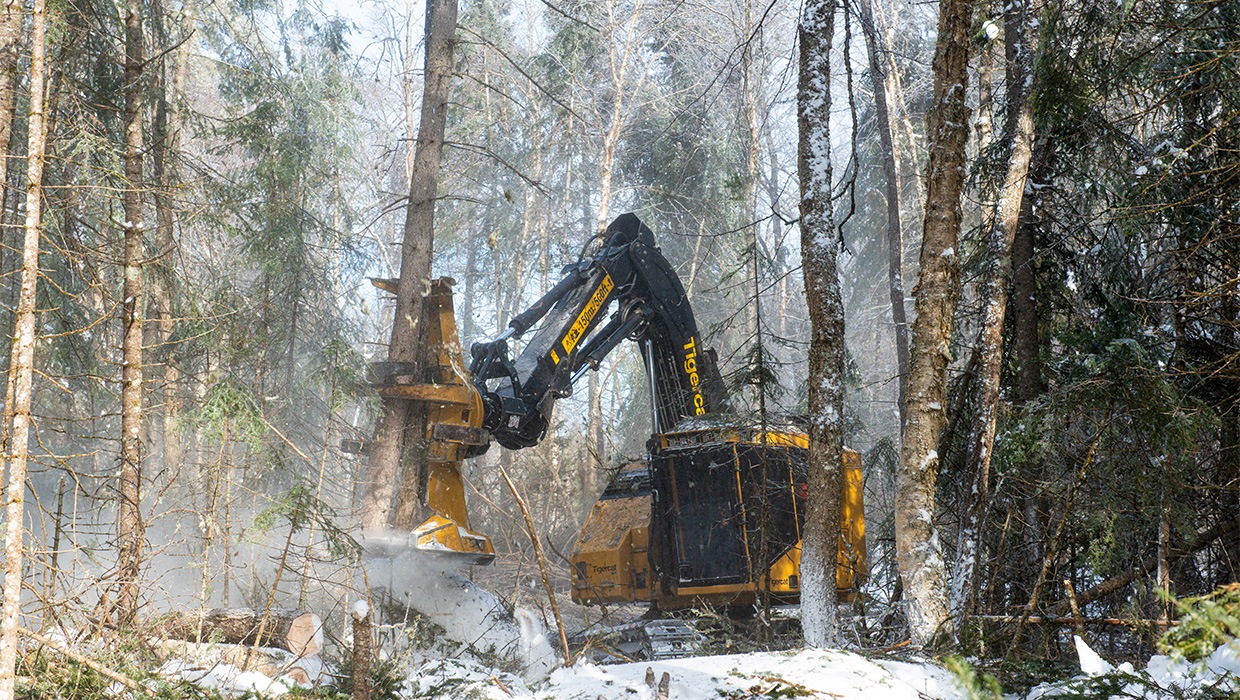 Image of a Tigercat X822E feller buncher working in the field