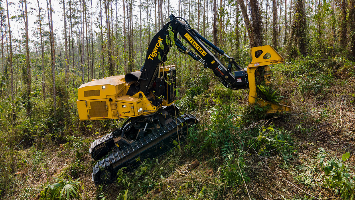Image of a Tigercat L855E feller buncher working in the field