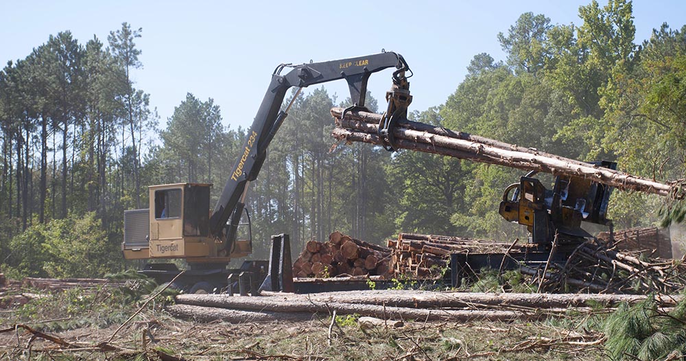 Tigercat 234 loader delimbing 28-year-old pine in Jamestown, Louisiana.
