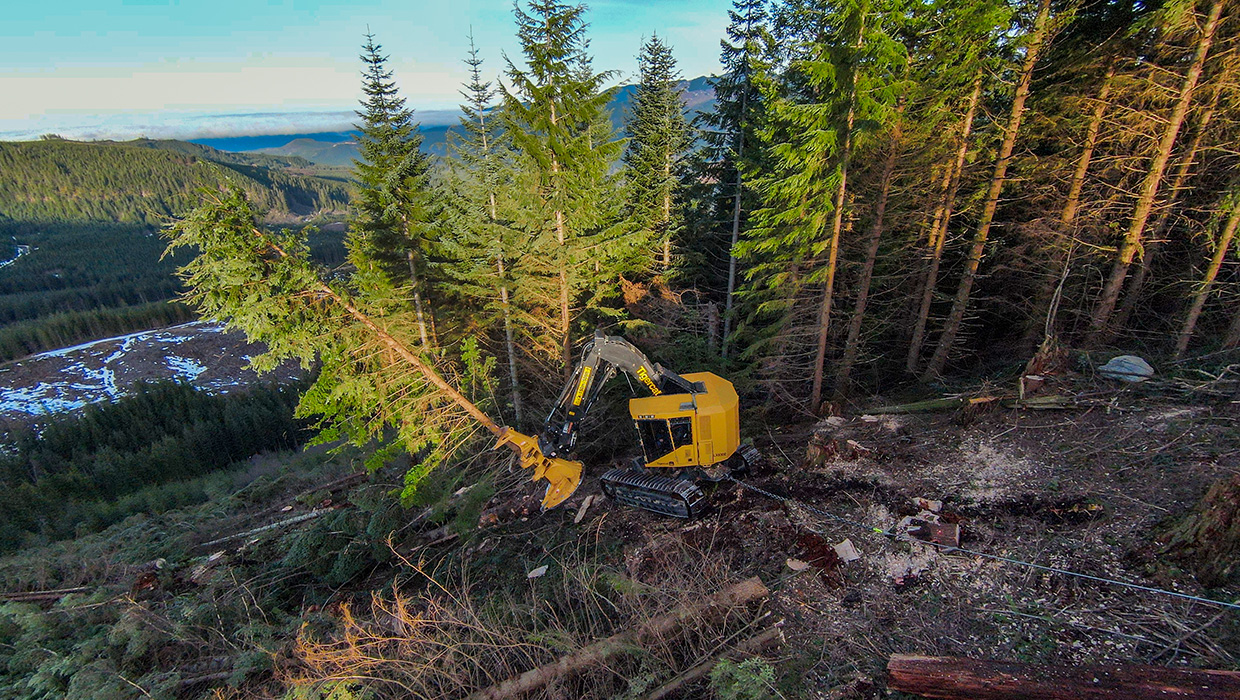 Image of a Tigercat LX830E feller buncher working in the field