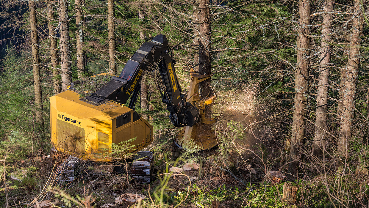 Image of a Tigercat LX830E feller buncher working in the field