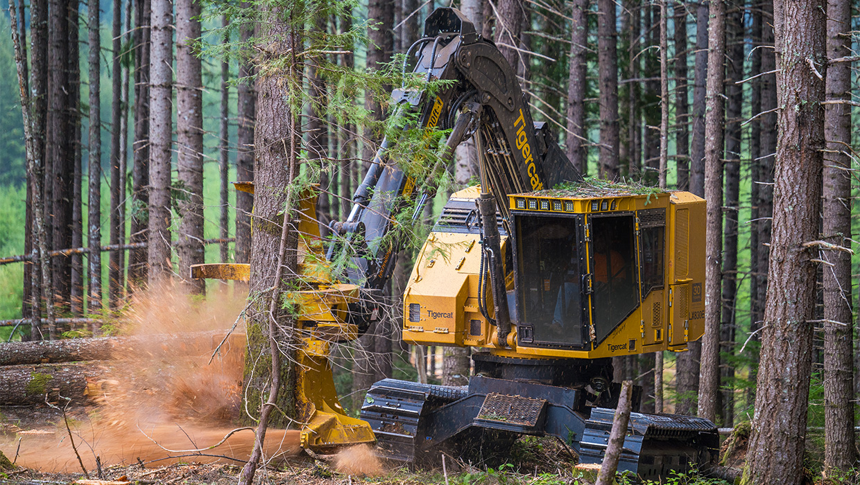 Image of a Tigercat LX830E feller buncher working in the field