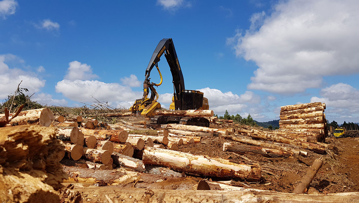 Image of a Tigercat H855E harvester working in the field