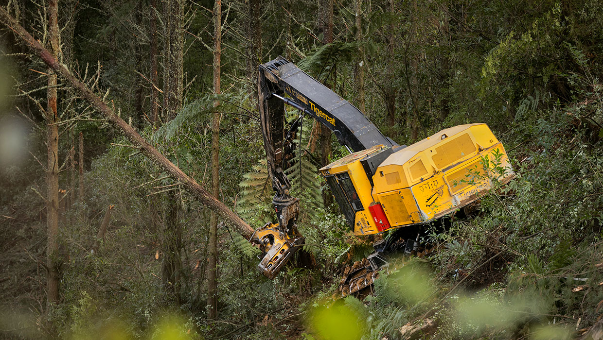 Image of a Tigercat LS855E shovel logger working in the field