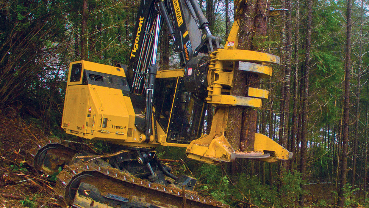 Image of a Tigercat LX830D track feller buncher working in the field