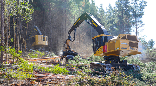 L’abatteuse-façonneuse LH855C conduite par Matthew Muskett suit l’abatteuse-empileuse L830C conduite par Andrew Muskett. Les grands pins sont façonnés sur place et transportés jusqu’au bord de la route.