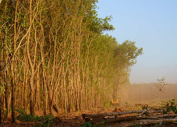 A wall of acacia, a Tigercat wheel feller buncher is seen bunching trees in the distance.