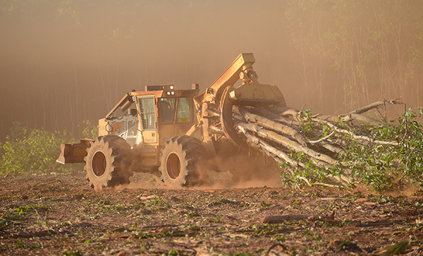 The heat and dust are unforgiving. The operators run the working lights in broad daylight. Note the absence of stumps in the foreground. The shears sever the trees nearly fl ush with the ground so the skidder operators are unrestricted and free to aim directly for the chipper at roadside.