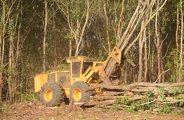 Um feller buncher com rodas derrubando um feixe de acácias.