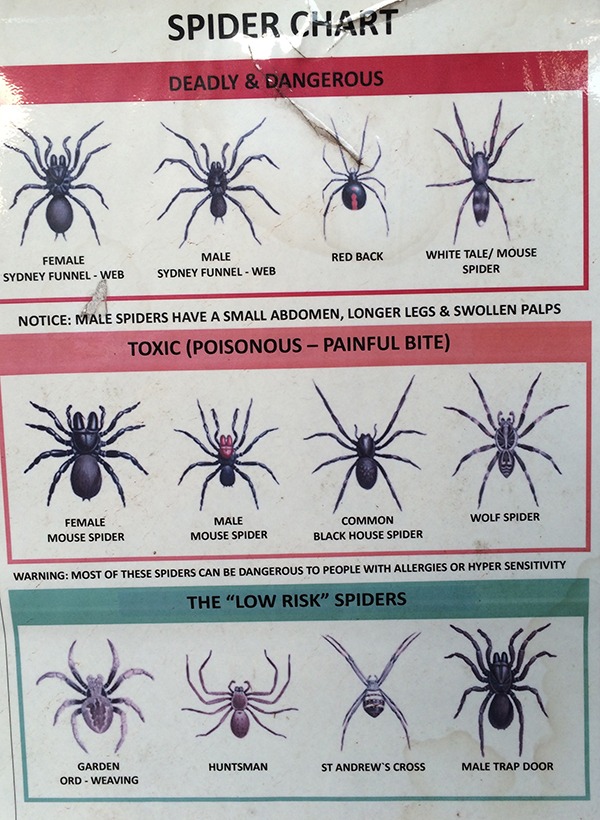 Um quadro mostrando aranhas nativas e o nível de risco se uma pessoa for picada.
