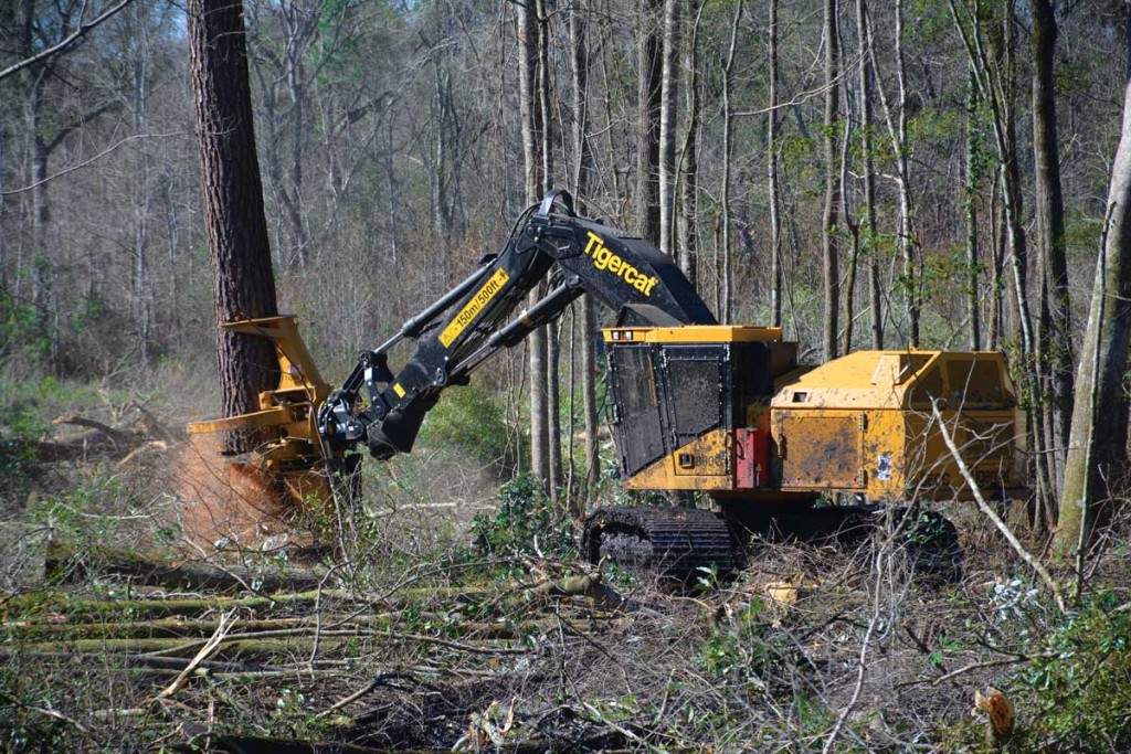 Tigercat 860C feller buncher with 5702 felling saw, cutting in a hardwood swamp. 