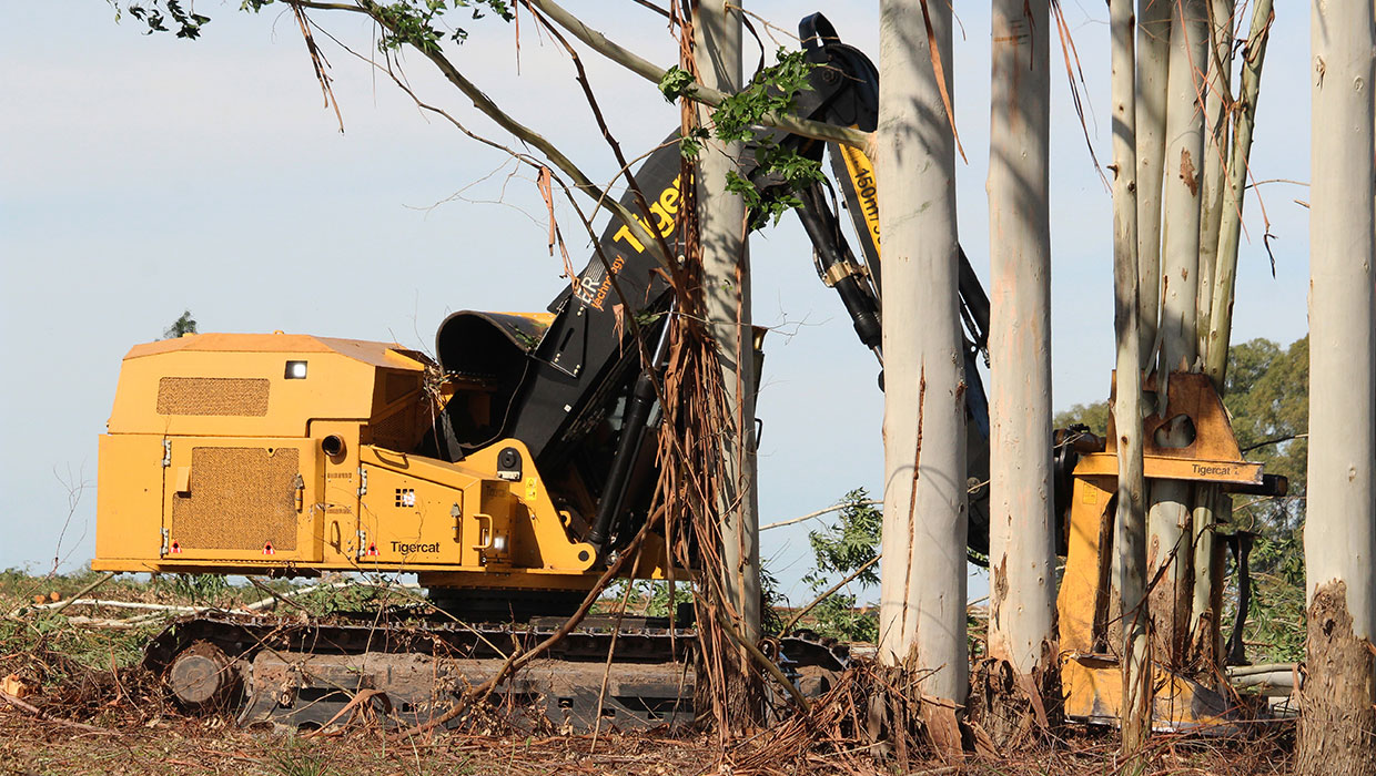 Image of a Tigercat 855E track feller buncher working in the field