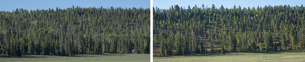 Сравнение двух фотографий: Пейзаж до и после операции по прореживанию компании Barco. Слева на изображении виден густой лес, а на фотографии справа показан более редкий лес. 