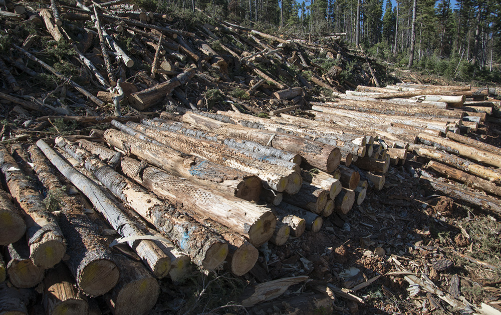 Una gran pila de troncos en fila.