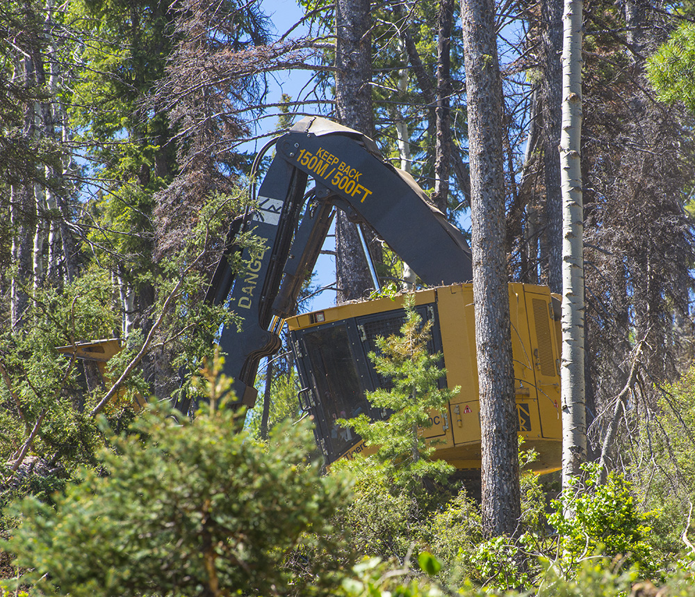 A Tigercat track feller buncher uses careful selective felling and strategic placement of the bunches save the juvenile trees visible in the foreground.