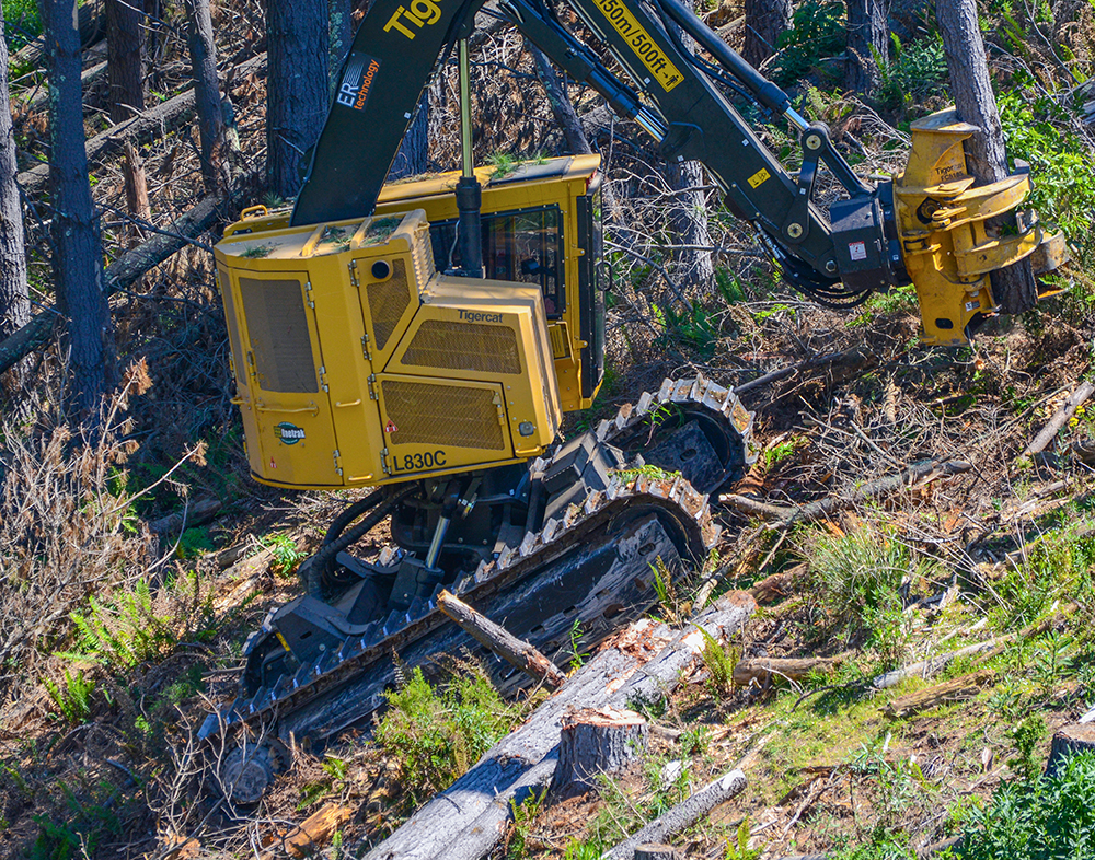 A Tigercat L830C track based feller buncher with a tree in it's felling head, travelling up a slope.