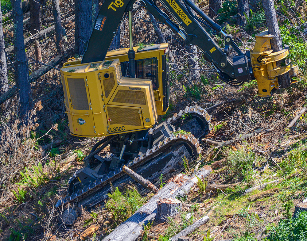 Un feller buncher L830C sobre orugas de Tigercat viaja colina arriba con un árbol en su cabezal de tala.