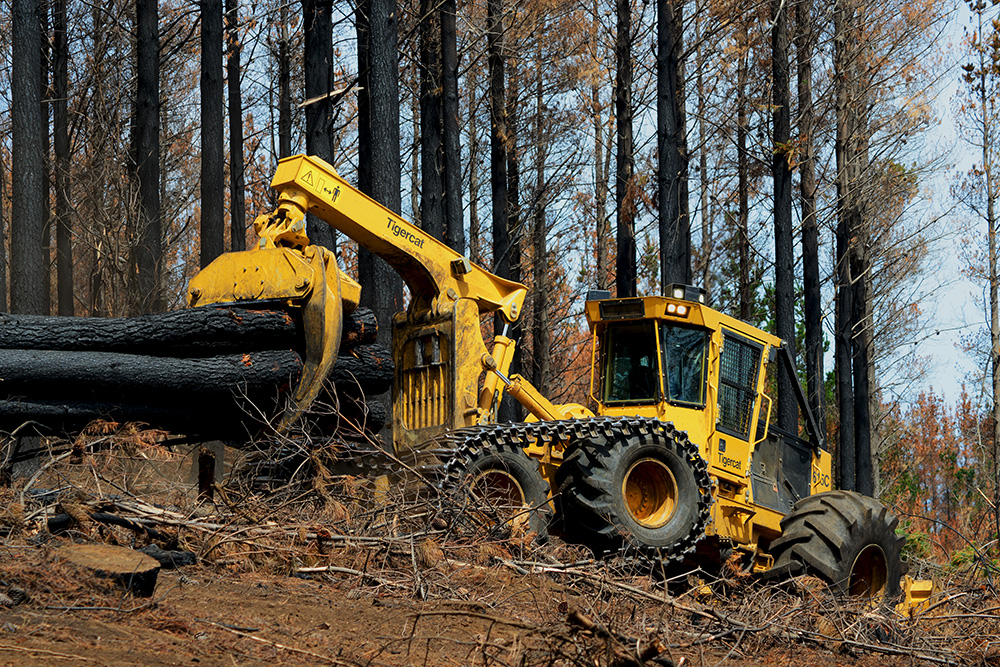 Un skidder 615C retirando troncos quemados en Chile.