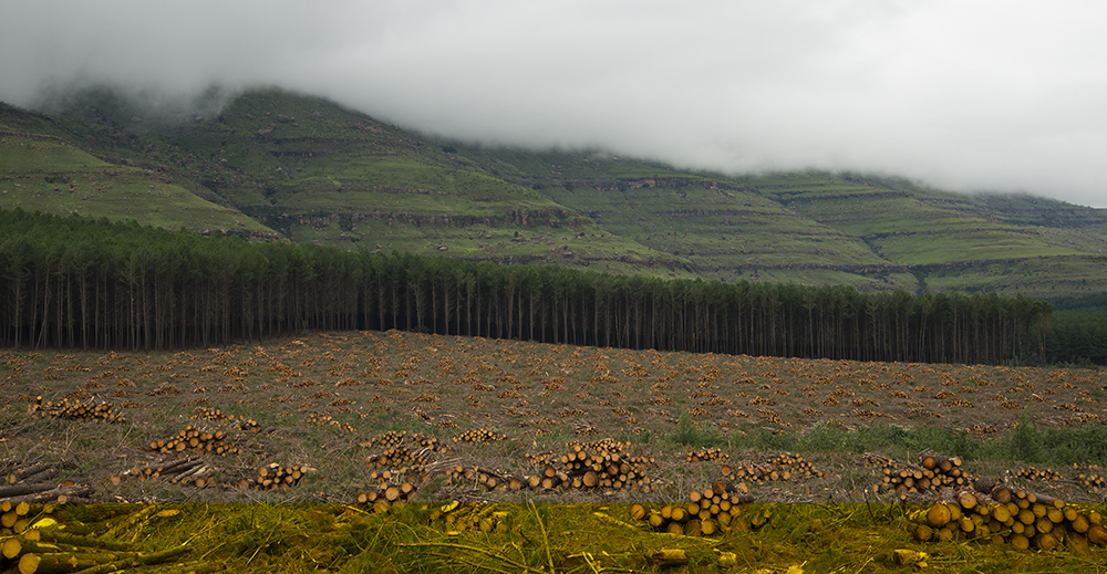 Piles of logs fill the foreground of a vast landscape, a tree line cuts through the middle ground, clouds blanket rolling green hills behind the treeline. 