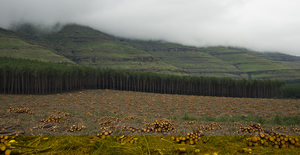 Piles of logs fill the foreground of a vast landscape, a tree line cuts through the middle ground, clouds blanket rolling green hills behind the treeline.