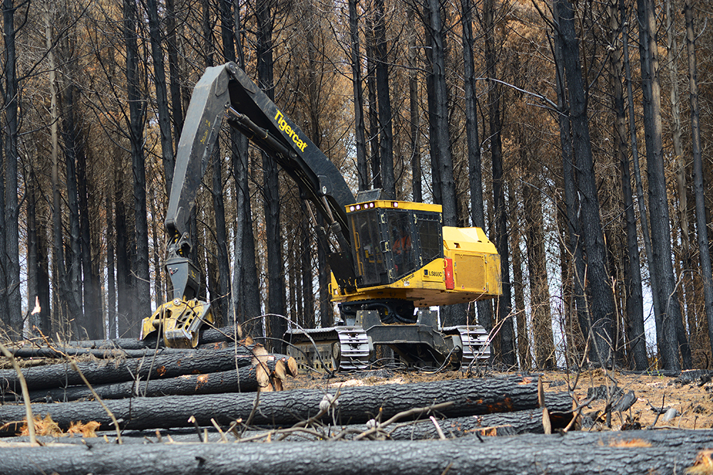 Um harvester LS855C trabalhando em um terreno para madeira que sofrera um incêndio florestal.
