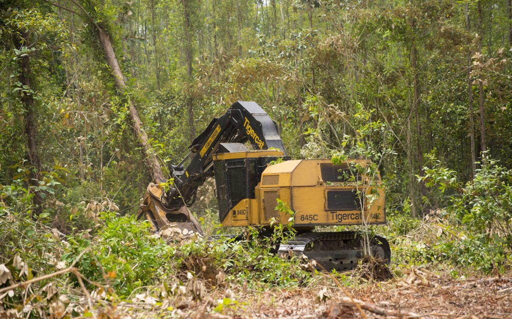 El 845C con una sierra de la serie 5000, rodeado de vegetación en una de las plantaciones de doce años de Proteak.