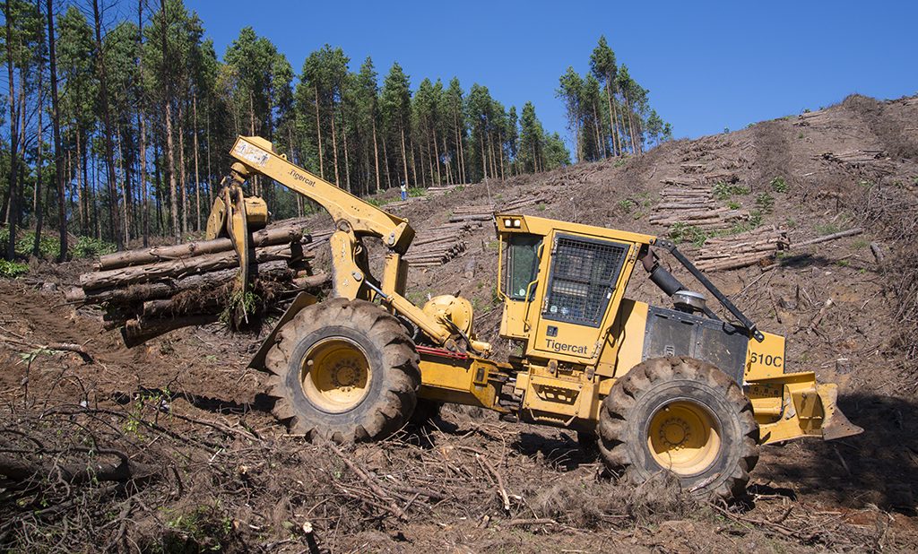 The neat bundles in the background are manually felled, debranched and stacked.