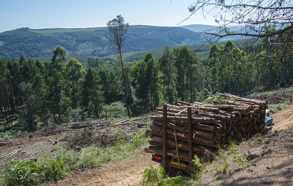 A Tractor-trailer hulling a full trailer of wood down a dirt road.