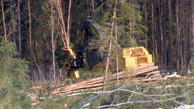 logging
