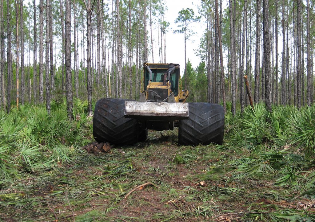 The 620 skidder operating effectively in the thinning corridors. Dwarf Palmetto's line the forest floor and tree's line either side of the corridor.