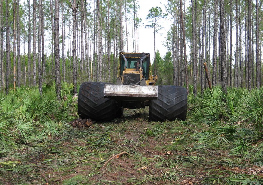 O skidder 620 operando com eficiência nos corredores de desbaste. Palmeiras anãs se alinham no solo da floresta e árvores se alinham nos dois lados do corredor.