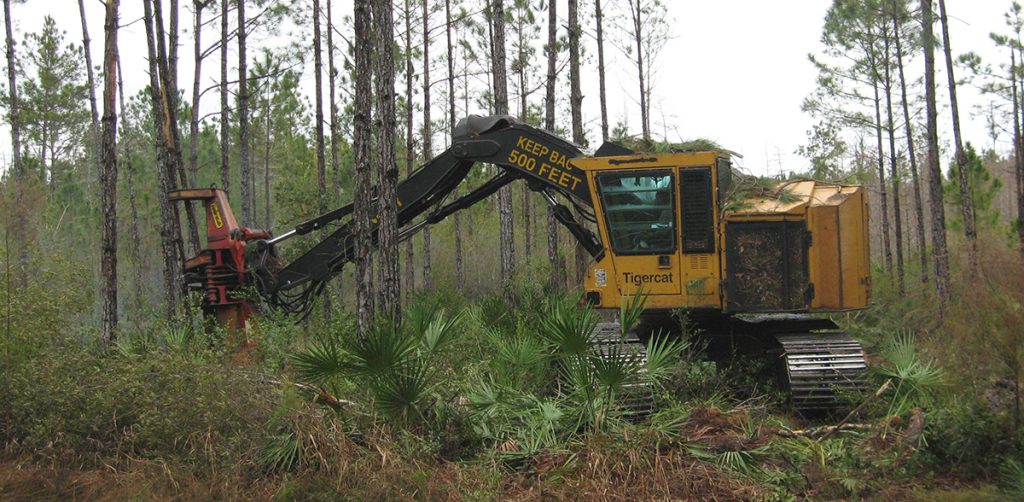 Un feller buncher extiende su pluma para alcanzar la segunda fila y extraer los árboles sin alterar la plantación y el suelo. Las palmas enanas cubren el suelo del bosque. 