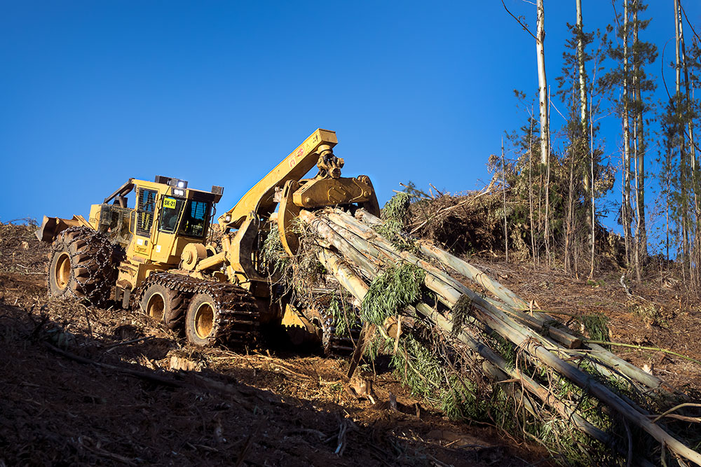 Cosecha con cable: Un skidder 635E de Tigercat arrastra una carga de eucaliptos de aproximadamente 8 toneladas métricas colina arriba. 