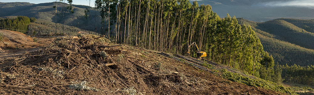 El LS855D asistido por cable de Mecharv tala y apila para una torre forestal. 