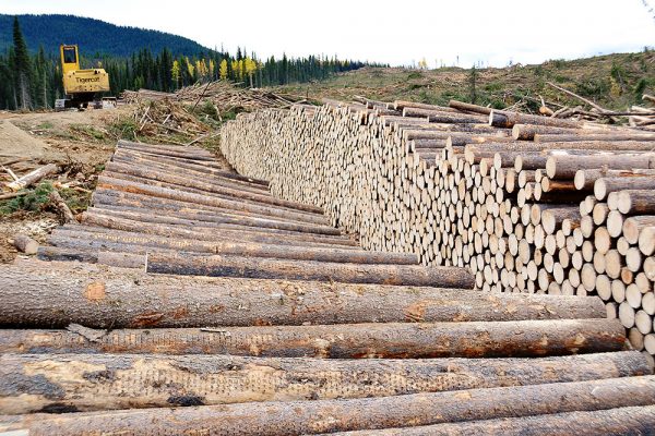 Cut logs fill most of the frame, a Tigercat track buncher is seen at the end of the cut block. 