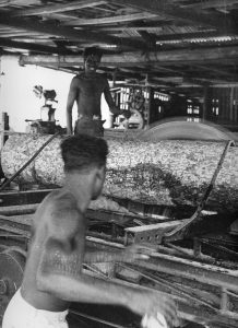 Os povos Wik e Wik Waya têm uma história rica de mais de 100 anos associada à extração madeireira e trituração.