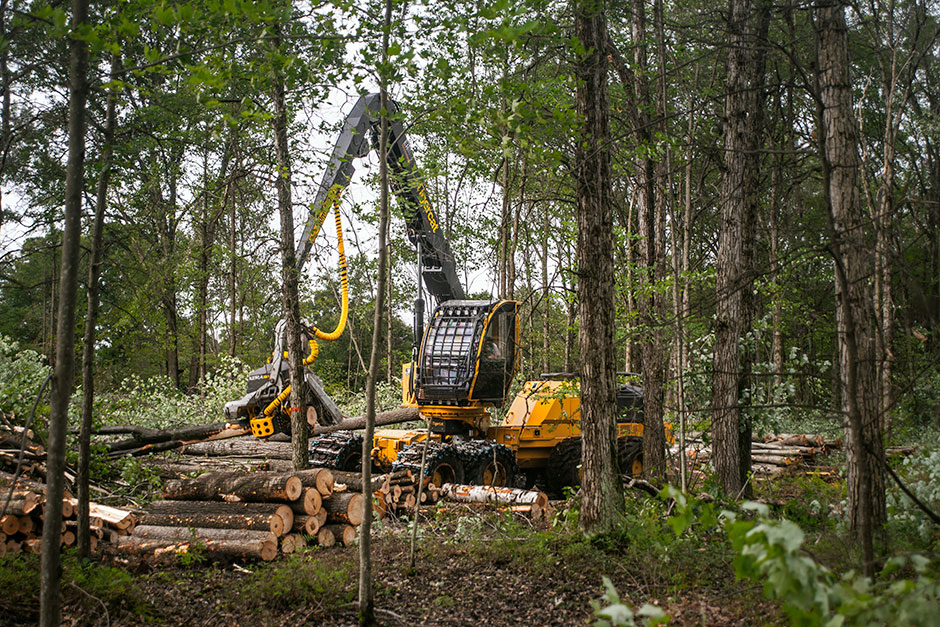 Tigercat 1165 hjulgående skördare bearbetar timmer.