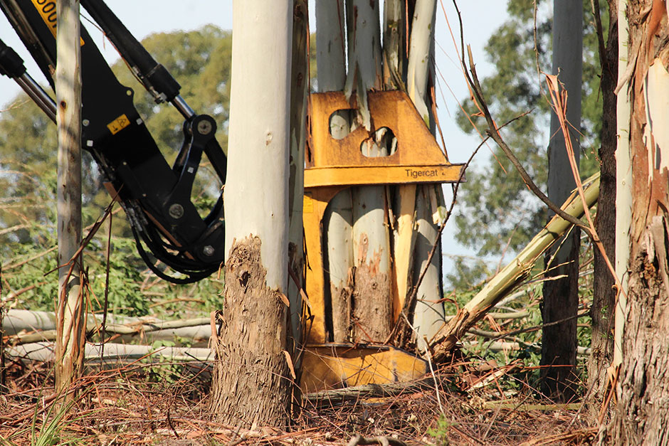 Tigercat 2000 bunching shear in Uruguay