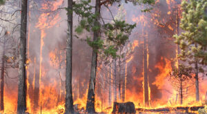 Image of a wildfire