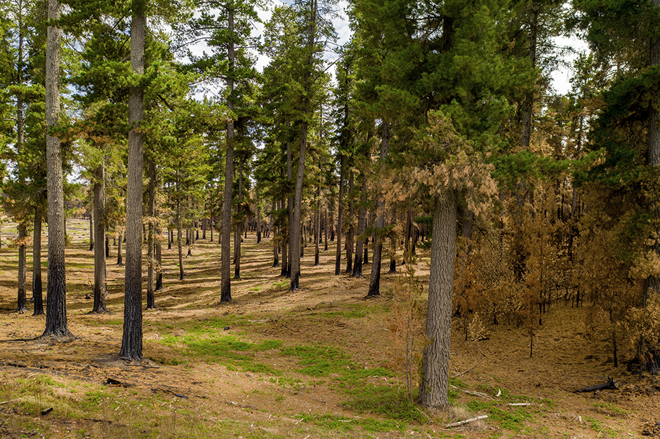 Prevención de incendios: La plantación sana en primer plano se trató antes de los incendios forestales. El área debajo de los árboles se trituró, y se eliminó de manera eficaz la madera muerta, los pinos salvajes y las especies de plantas invasoras. Todas las áreas circundantes que no se trataron, incluido el propio Sugar Pine Walk, no pudieron soportar los incendios.